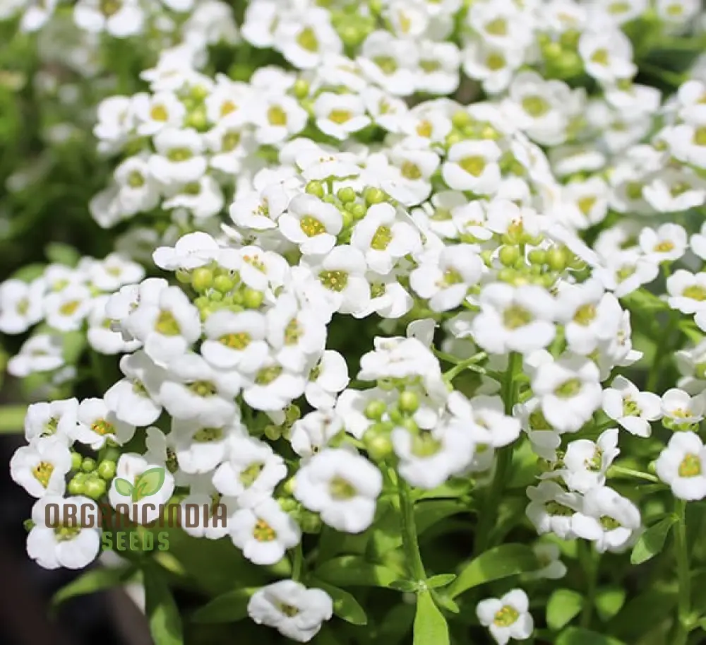 Alyssum Magic Circles Mixed Seeds for Planting and Gardening - Premium Quality Seeds - Image 3