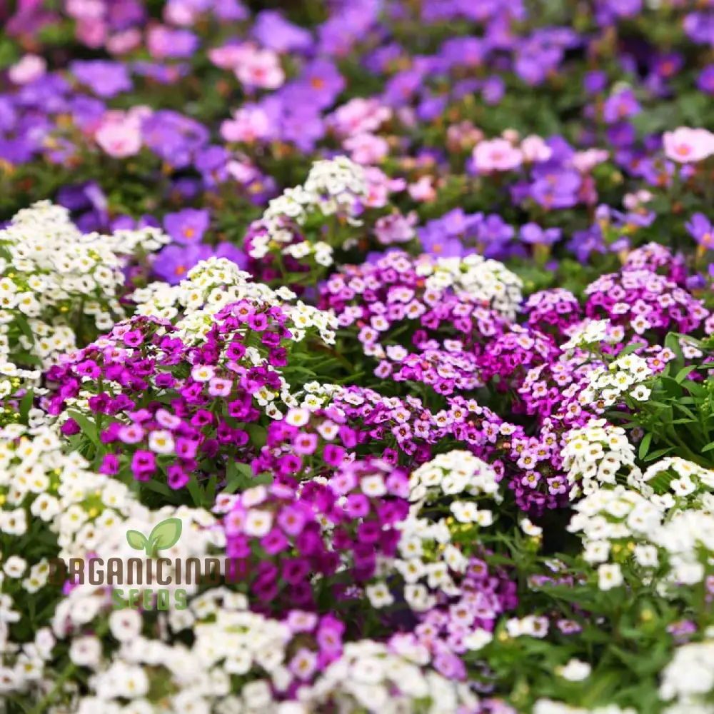 Alyssum Magic Circles Mixed Seeds for Planting and Gardening - Premium Quality Seeds - Image 4