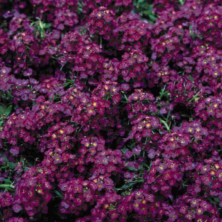 Alyssum Seeds (Wonderland Deep Rose Alyssum Seeds) - Compact Deep Rose Blooms for Borders & Gardens