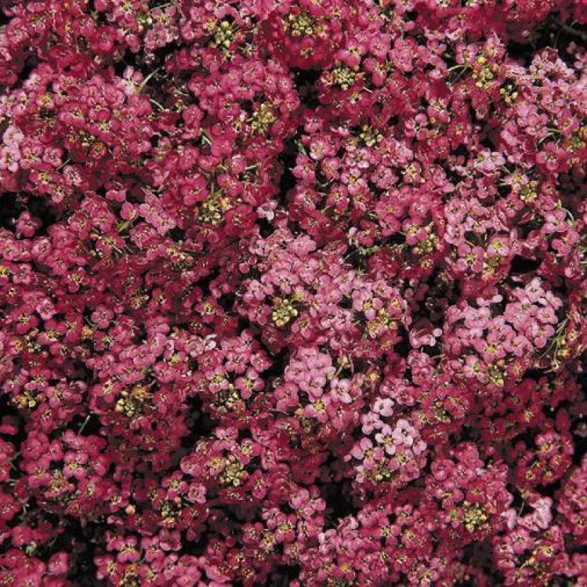 Alyssum Seeds (Wonderland Deep Rose Alyssum Seeds) - Compact Deep Rose Blooms for Borders & Gardens - Image 3