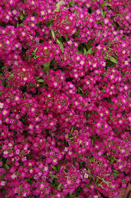 Alyssum Seeds (Wonderland Deep Rose Alyssum Seeds) - Compact Deep Rose Blooms for Borders & Gardens - Image 4