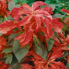 Amaranth Bicolor Illumination Seeds for Planting, Gardening Enthusiasts - Image 5
