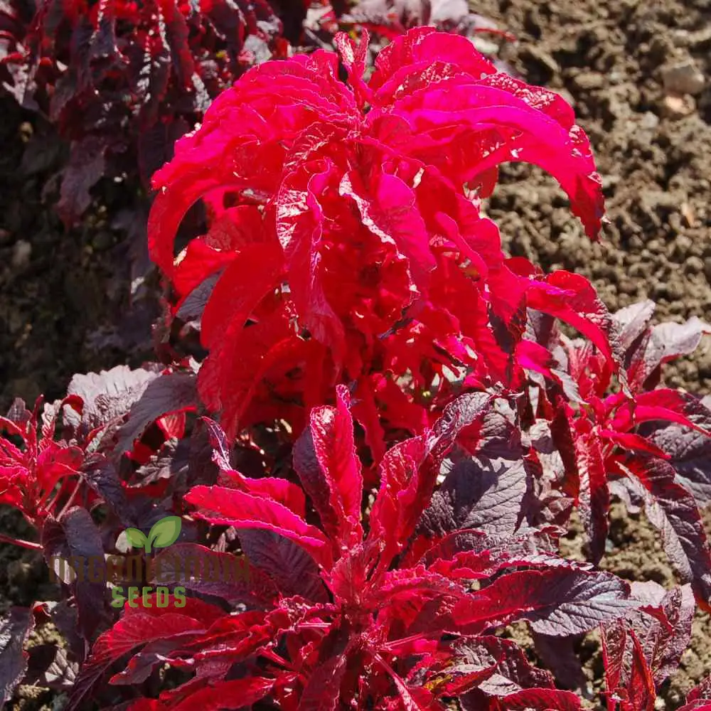 Amaranth seeds for Planting- Early Splendour Seeds for Planting and Gardening Enthusiasts
