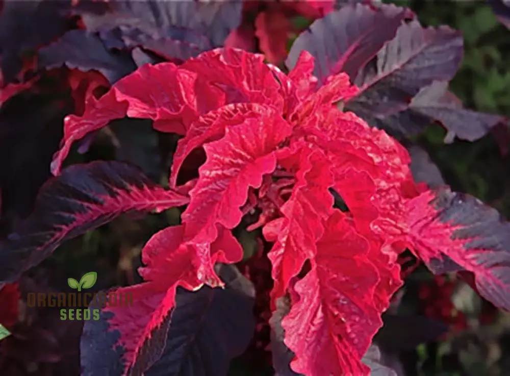 Amaranth seeds for Planting- Early Splendour Seeds for Planting and Gardening Enthusiasts - Image 3
