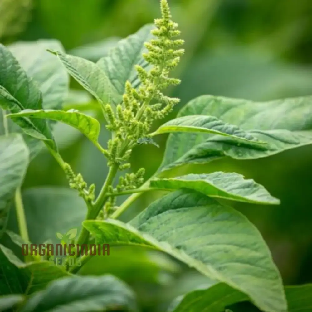 Amaranth Green Leaf Vegetable Seeds For Planting, Grow Nutritious Greens for Your Garden