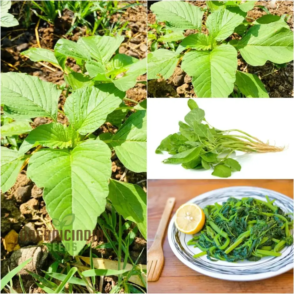 Amaranth Green Leaf Vegetable Seeds For Planting, Grow Nutritious Greens for Your Garden - Image 3