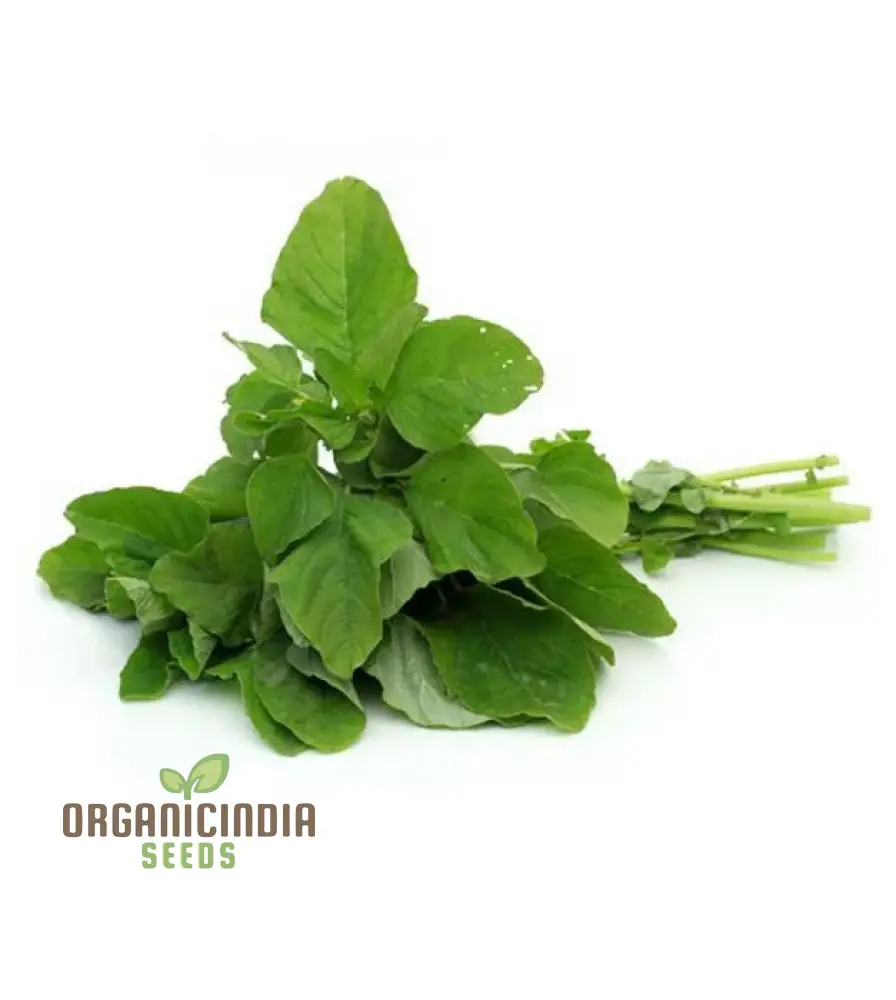 Amaranth Green Leaf Vegetable Seeds For Planting, Grow Nutritious Greens for Your Garden - Image 4