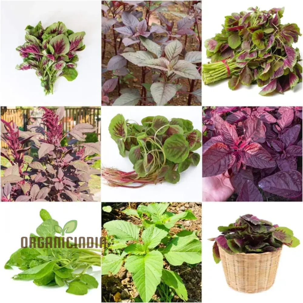 Amaranth Heirloom Mix Vegetable Seeds For Planting, Grow a Nutritious and Beautiful Garden Blend
