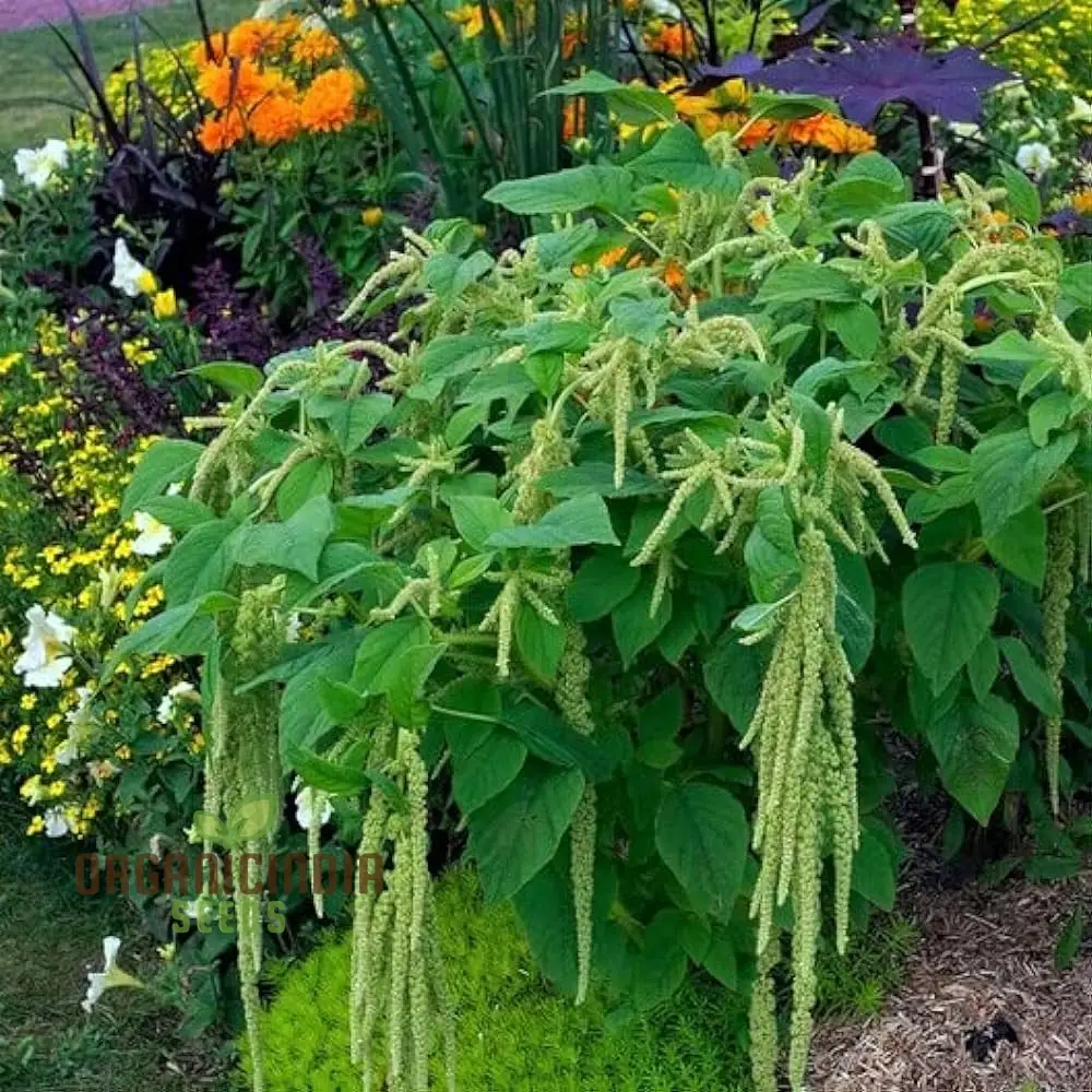 Amaranth Heirloom Mix Vegetable Seeds For Planting, Grow a Nutritious and Beautiful Garden Blend - Image 3