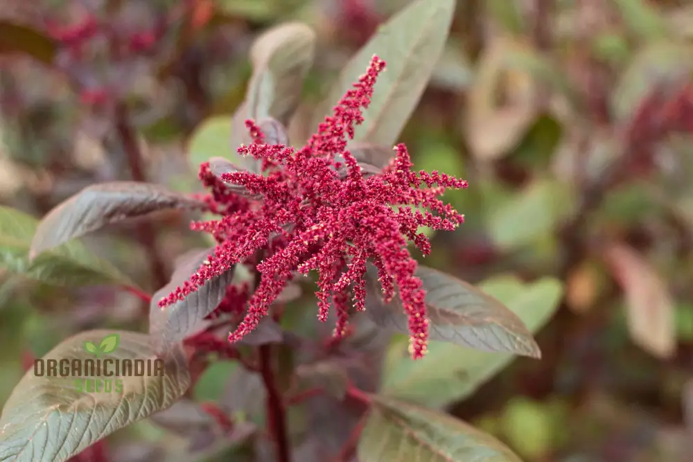 Amaranth Heirloom Mix Vegetable Seeds For Planting, Grow a Nutritious and Beautiful Garden Blend - Image 4