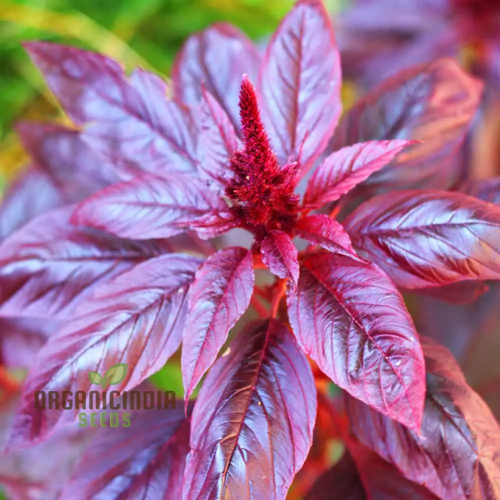 Amaranth - Midnight Red Vegetable Seeds For Planting, Grow Stunning Deep Red Greens for Your Garden