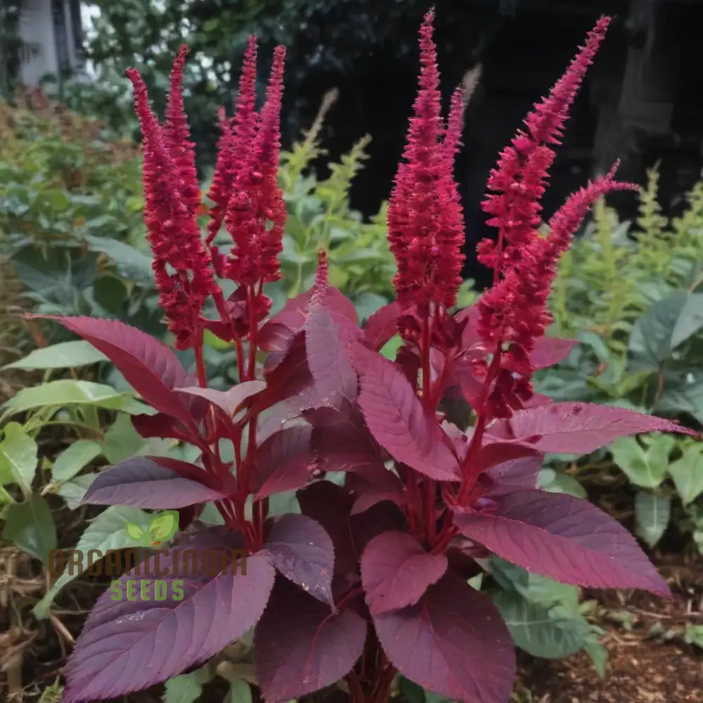 Amaranth - Midnight Red Vegetable Seeds For Planting, Grow Stunning Deep Red Greens for Your Garden - Image 3