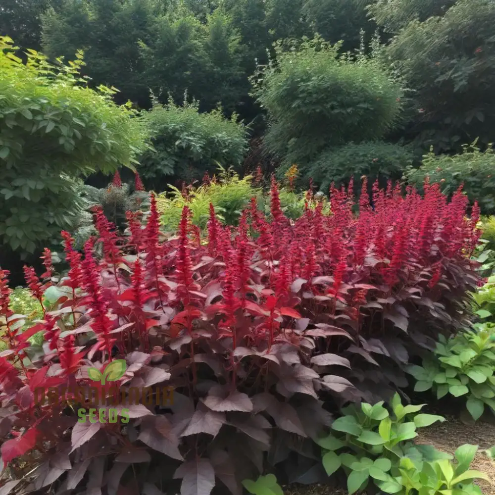 Amaranth - Midnight Red Vegetable Seeds For Planting, Grow Stunning Deep Red Greens for Your Garden - Image 4