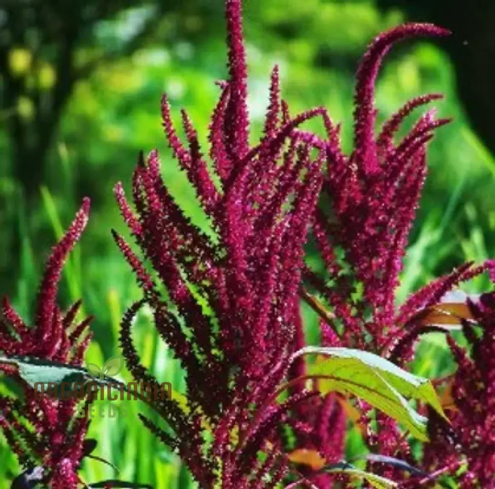 Amaranth - Pygmy Torch Seeds for Planting and Gardening - Premium Quality Seeds - Image 3