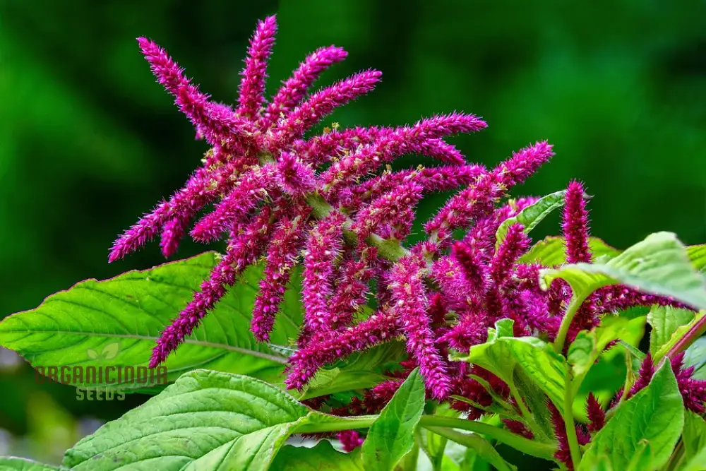 Amaranth - Pygmy Torch Seeds for Planting and Gardening - Premium Quality Seeds - Image 4