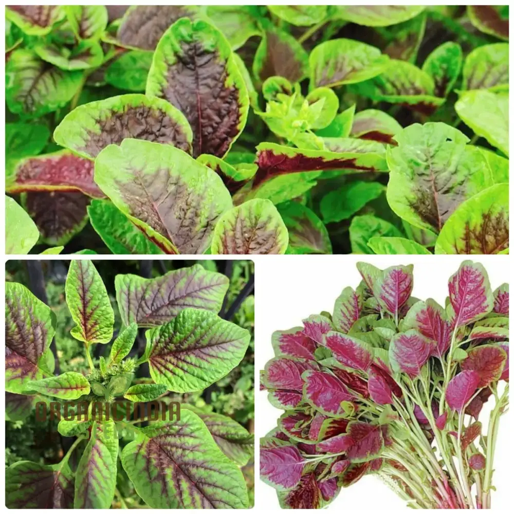 Amaranth - Red Leaf seeds,Premium Red Leaf Amaranth Seeds for Planting and Gardening