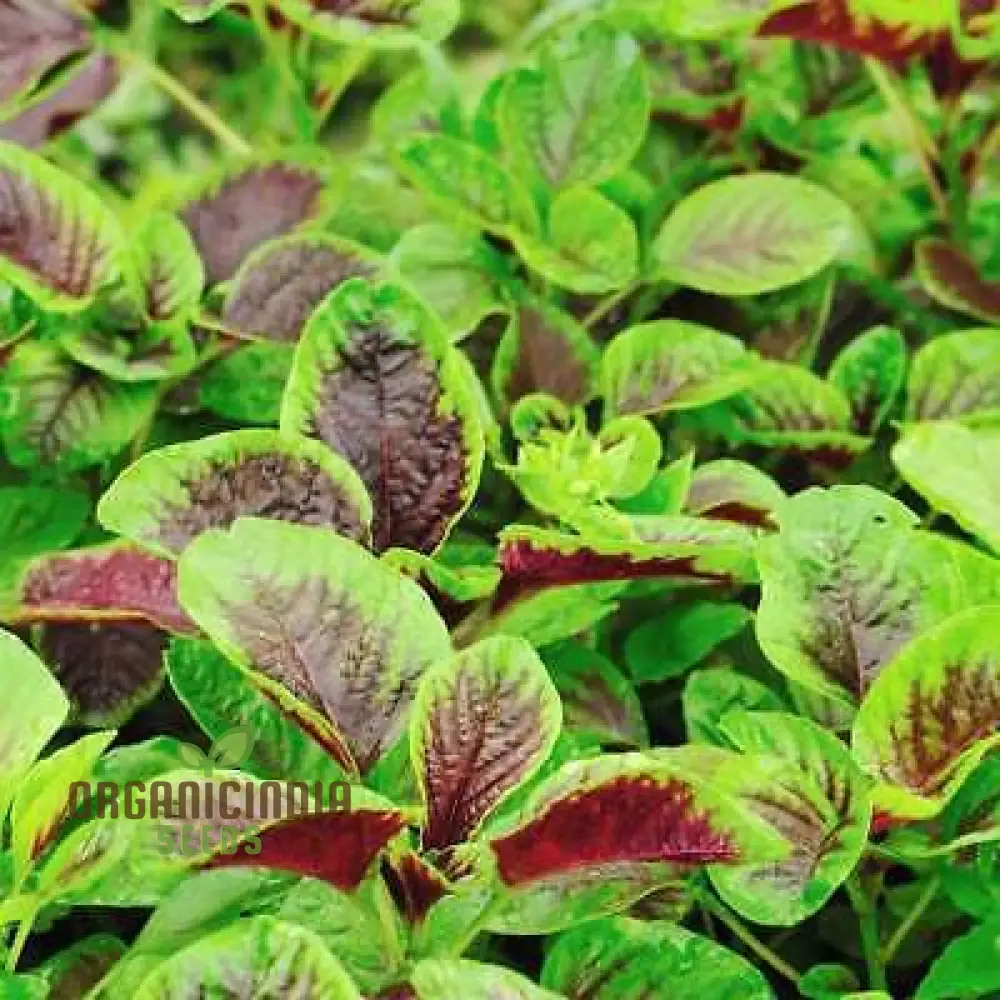 Amaranth - Red Leaf seeds,Premium Red Leaf Amaranth Seeds for Planting and Gardening - Image 3