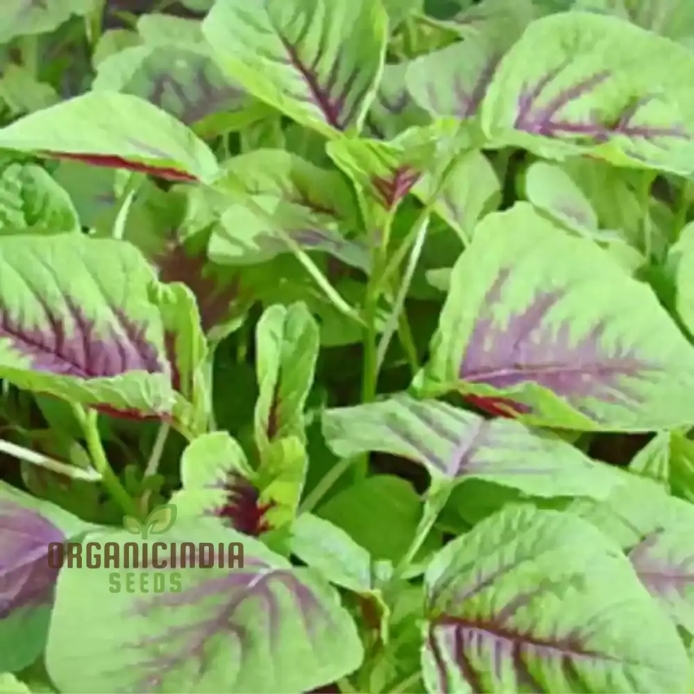 Amaranth - Red Leaf seeds,Premium Red Leaf Amaranth Seeds for Planting and Gardening - Image 4