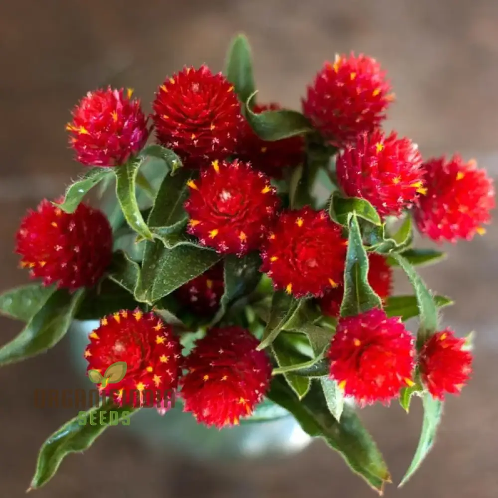 Amaranth - Strawberry Fields Seeds for Planting Enhance Your Gardening Experience with Vibrant Blooms and Lasting Beauty!
