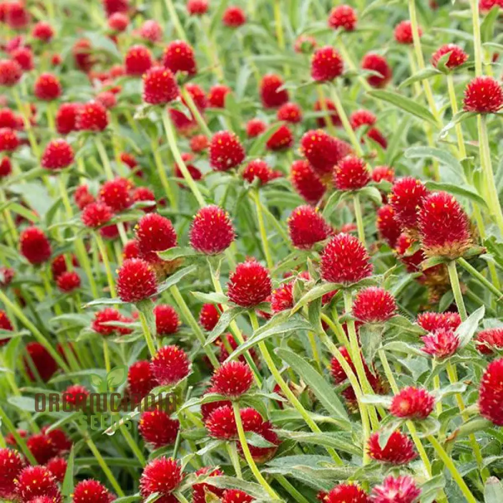 Amaranth - Strawberry Fields Seeds for Planting Enhance Your Gardening Experience with Vibrant Blooms and Lasting Beauty! - Image 3