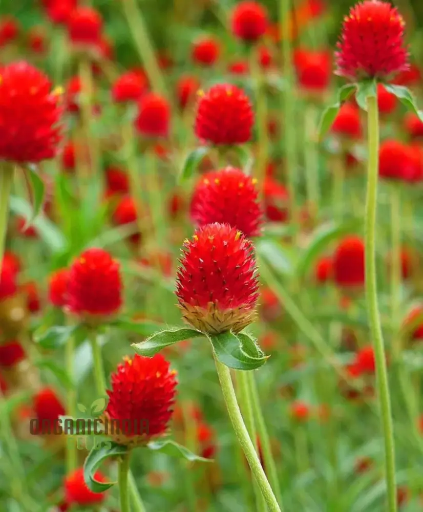 Amaranth - Strawberry Fields Seeds for Planting Enhance Your Gardening Experience with Vibrant Blooms and Lasting Beauty! - Image 4
