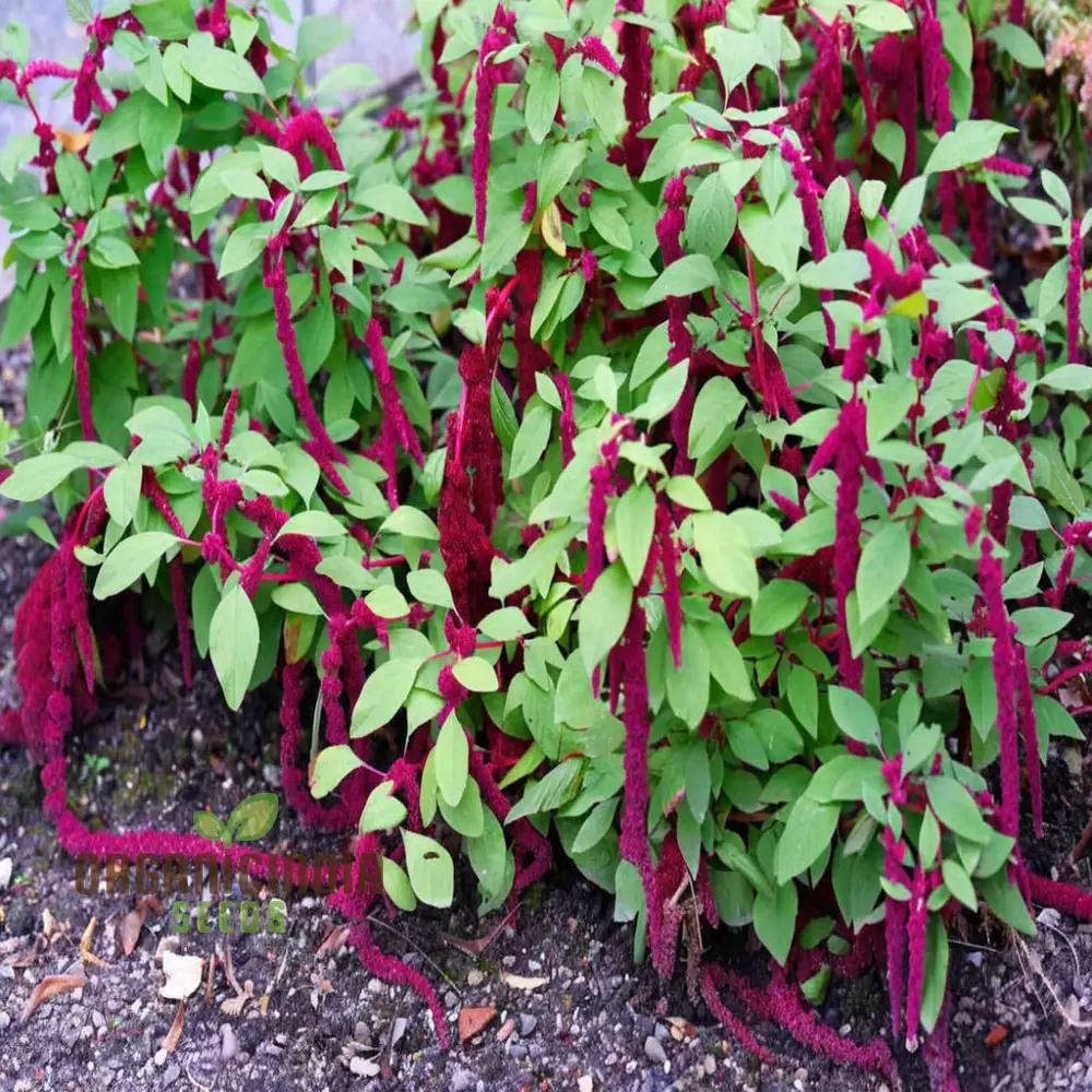 Amaranthus Seeds (Amaranthus Caudatus Red Seeds) - Premium Seeds for Stunning Blooms