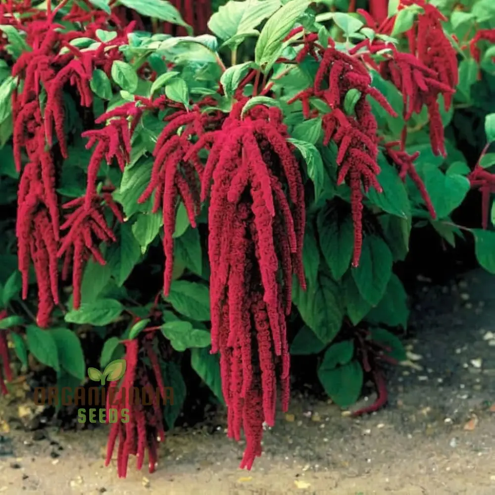 Amaranthus Seeds (Amaranthus Caudatus Red Seeds) - Premium Seeds for Stunning Blooms - Image 3