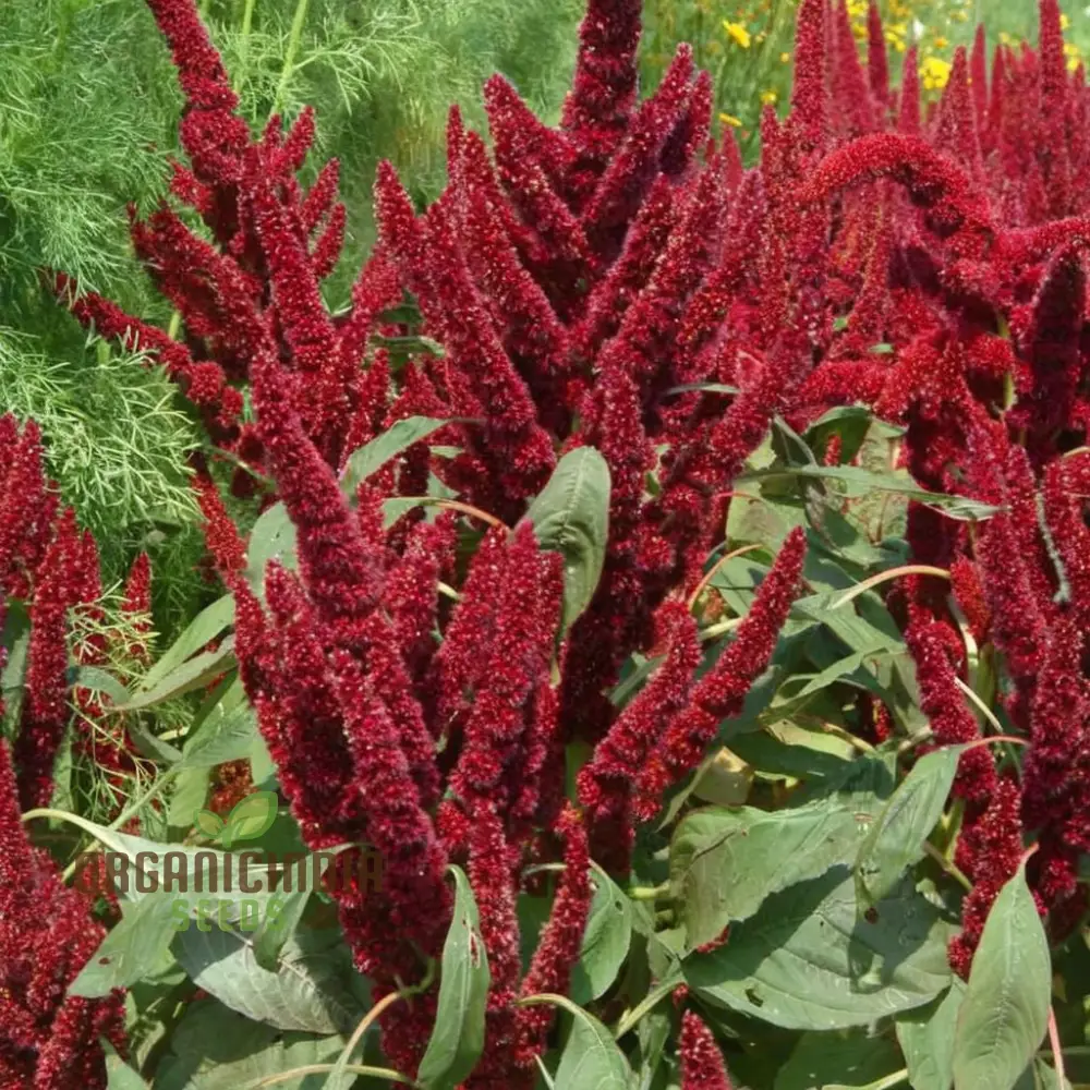 Amaranthus Seeds (Amaranthus Caudatus Red Seeds) - Premium Seeds for Stunning Blooms - Image 4