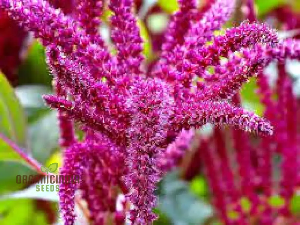 Amaranthus Foxtail Seeds - Ideal for Vibrant and Lush Gardening: Perfect for Creating Stunning Floral Displays and Rich Greenery in Your Garden