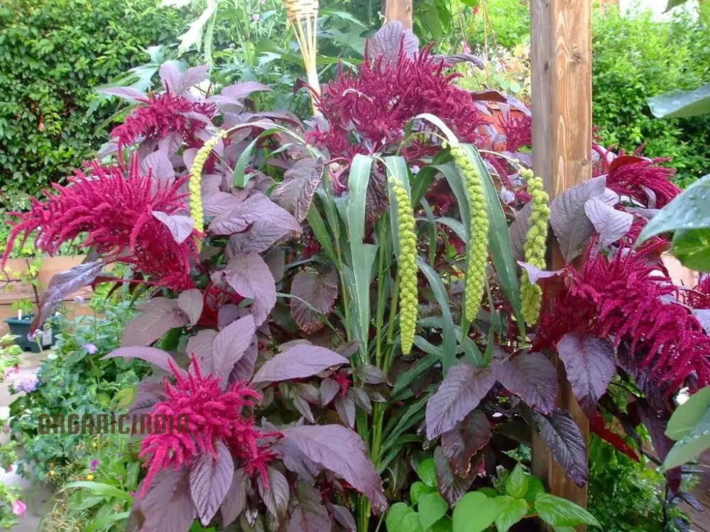 Amaranthus Foxtail Seeds - Ideal for Vibrant and Lush Gardening: Perfect for Creating Stunning Floral Displays and Rich Greenery in Your Garden - Image 3