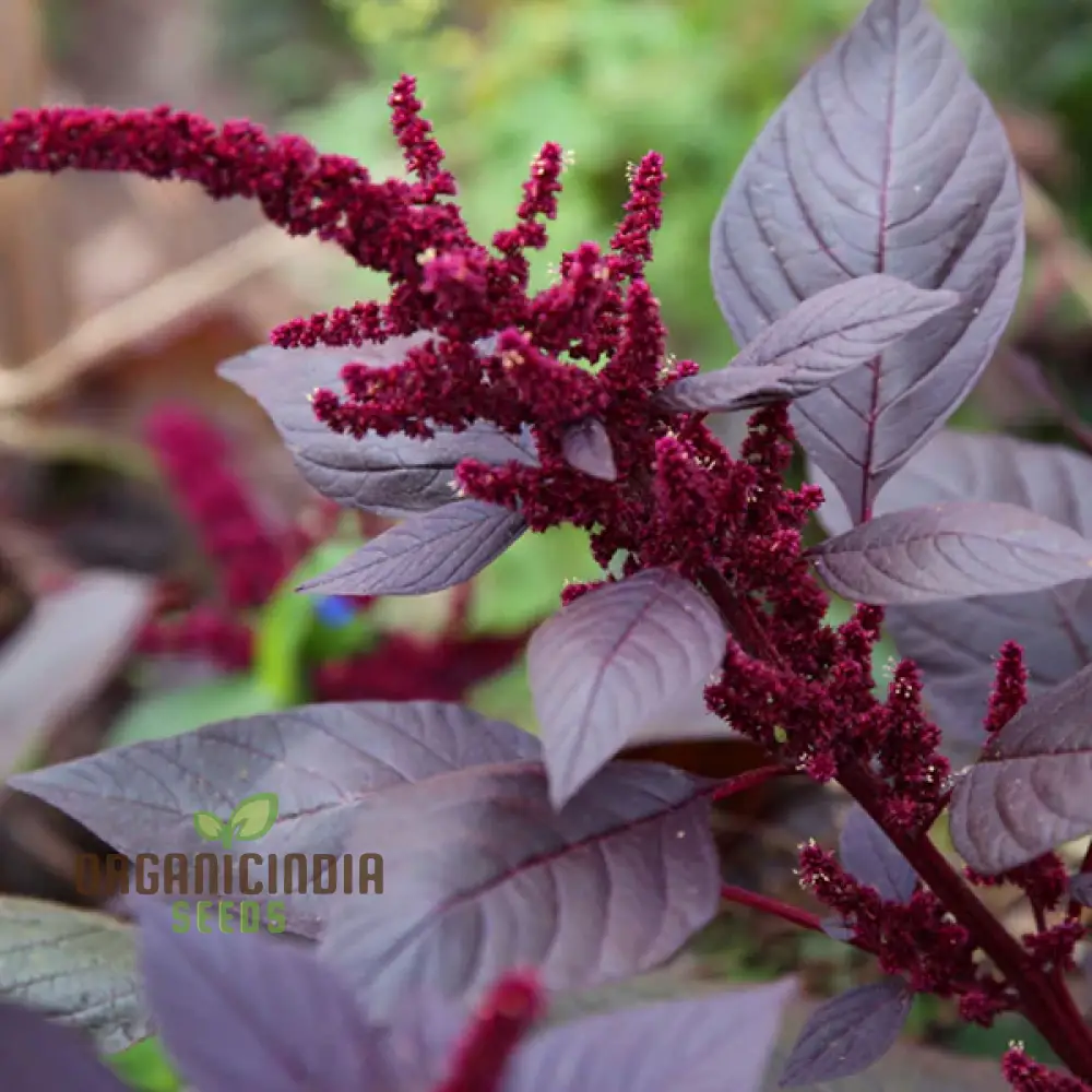 Amaranthus Foxtail Seeds - Ideal for Vibrant and Lush Gardening: Perfect for Creating Stunning Floral Displays and Rich Greenery in Your Garden - Image 4
