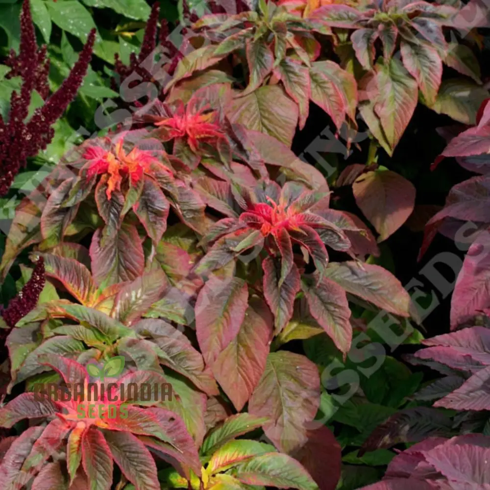 Amaranthus Illumination Seeds – Vibrant Foliage Variety for Colorful Garden Displays