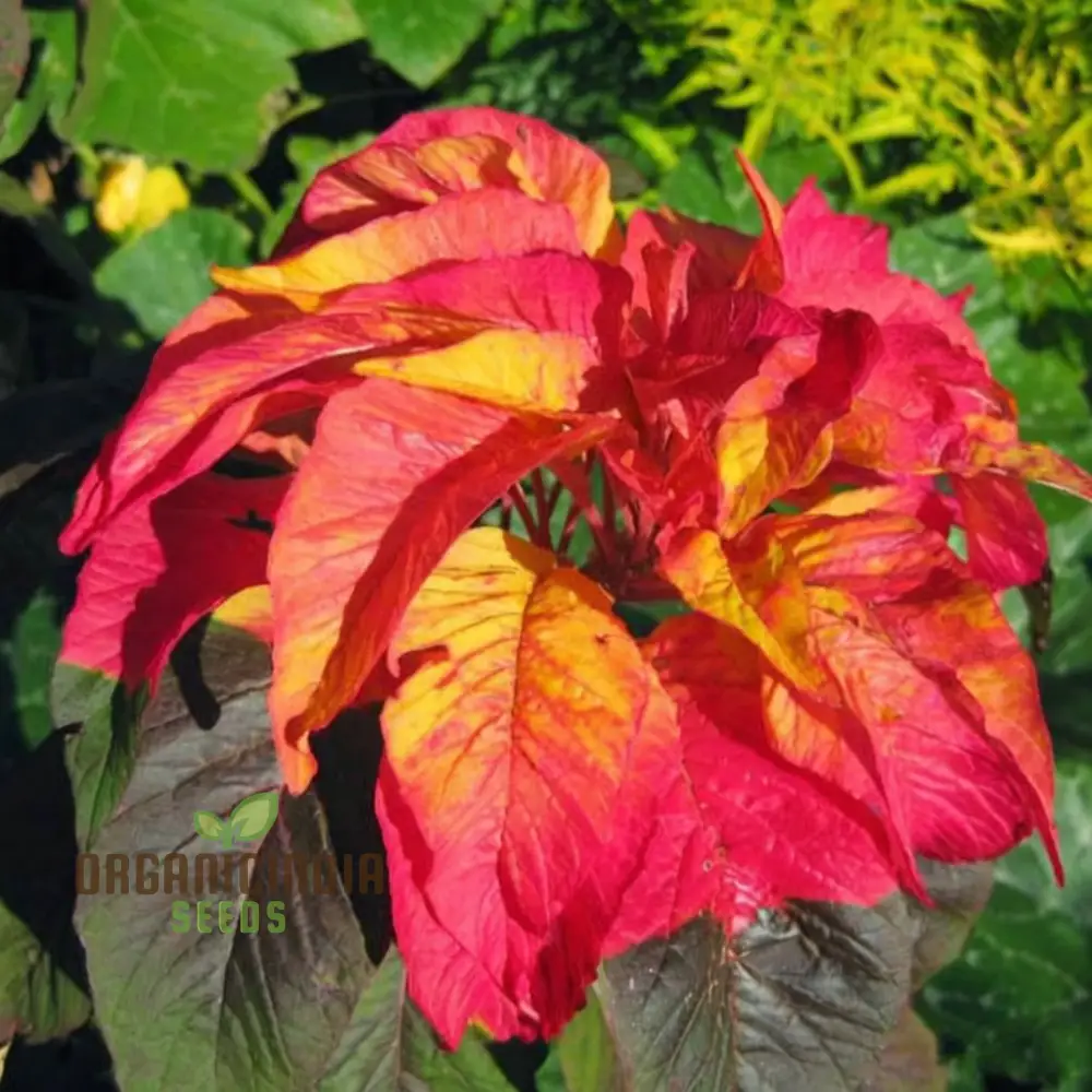 Amaranthus Illumination Seeds – Vibrant Foliage Variety for Colorful Garden Displays - Image 3