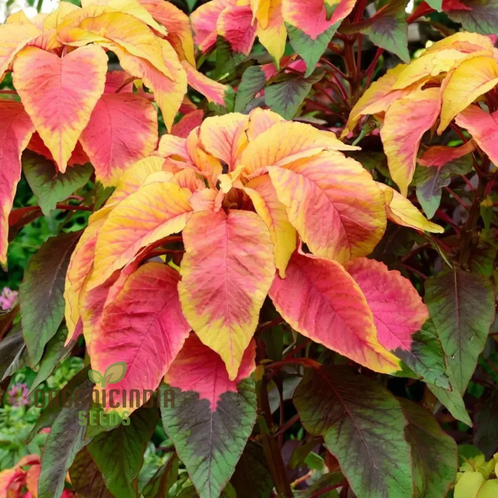 Amaranthus Illumination Seeds – Vibrant Foliage Variety for Colorful Garden Displays - Image 4