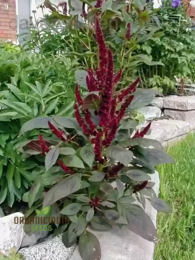 Amaranthus Seeds - Pygmy Torch for Stunning Garden Planting - Image 3
