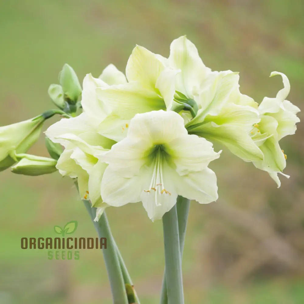 Amaryllis Flower Seeds for Planting Light Yellow - Image 3