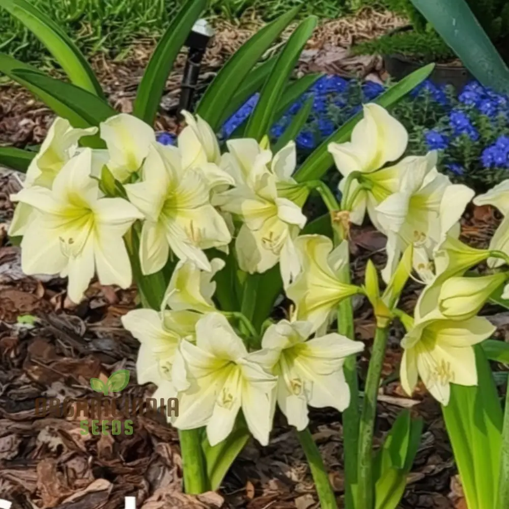 Amaryllis Flower Seeds for Planting Light Yellow - Image 4