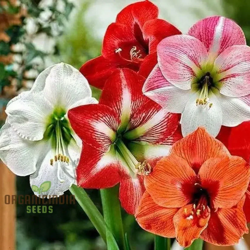 Amaryllis Lily Mix Seeds for Planting, Colorful Flowers for Gardening Enthusiasts