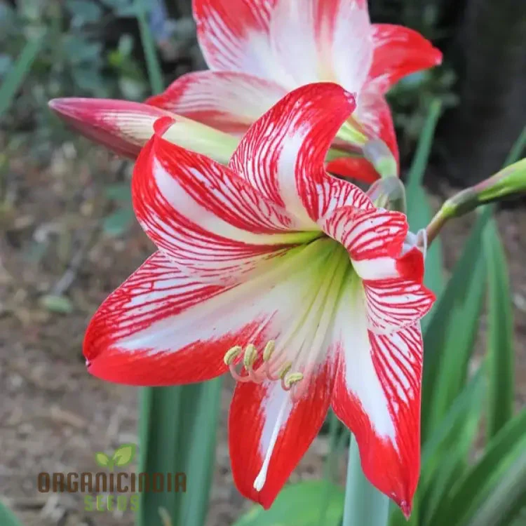 Amaryllis Lily Mix Seeds for Planting, Colorful Flowers for Gardening Enthusiasts - Image 3