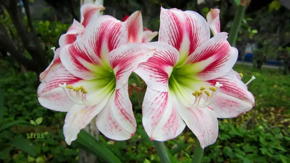 Amaryllis Lily Mix Seeds for Planting, Colorful Flowers for Gardening Enthusiasts - Image 4