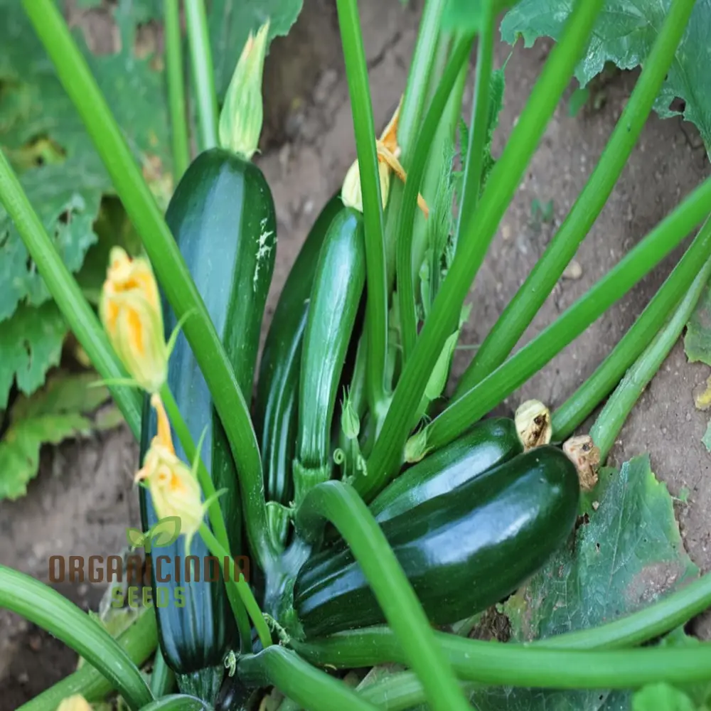 Ambassador Courgette Seeds - High-Yielding Variety for Delicious Homegrown Zucchini