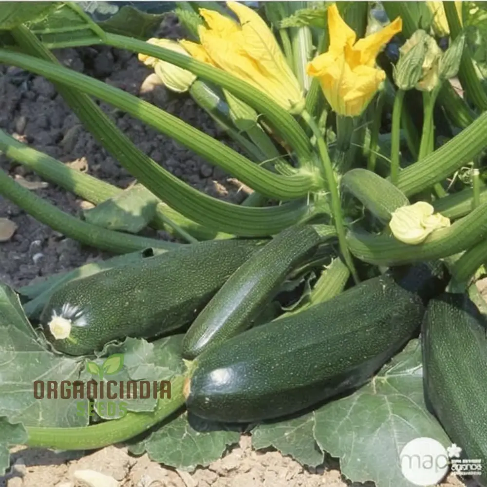 Ambassador Courgette Seeds - High-Yielding Variety for Delicious Homegrown Zucchini - Image 3