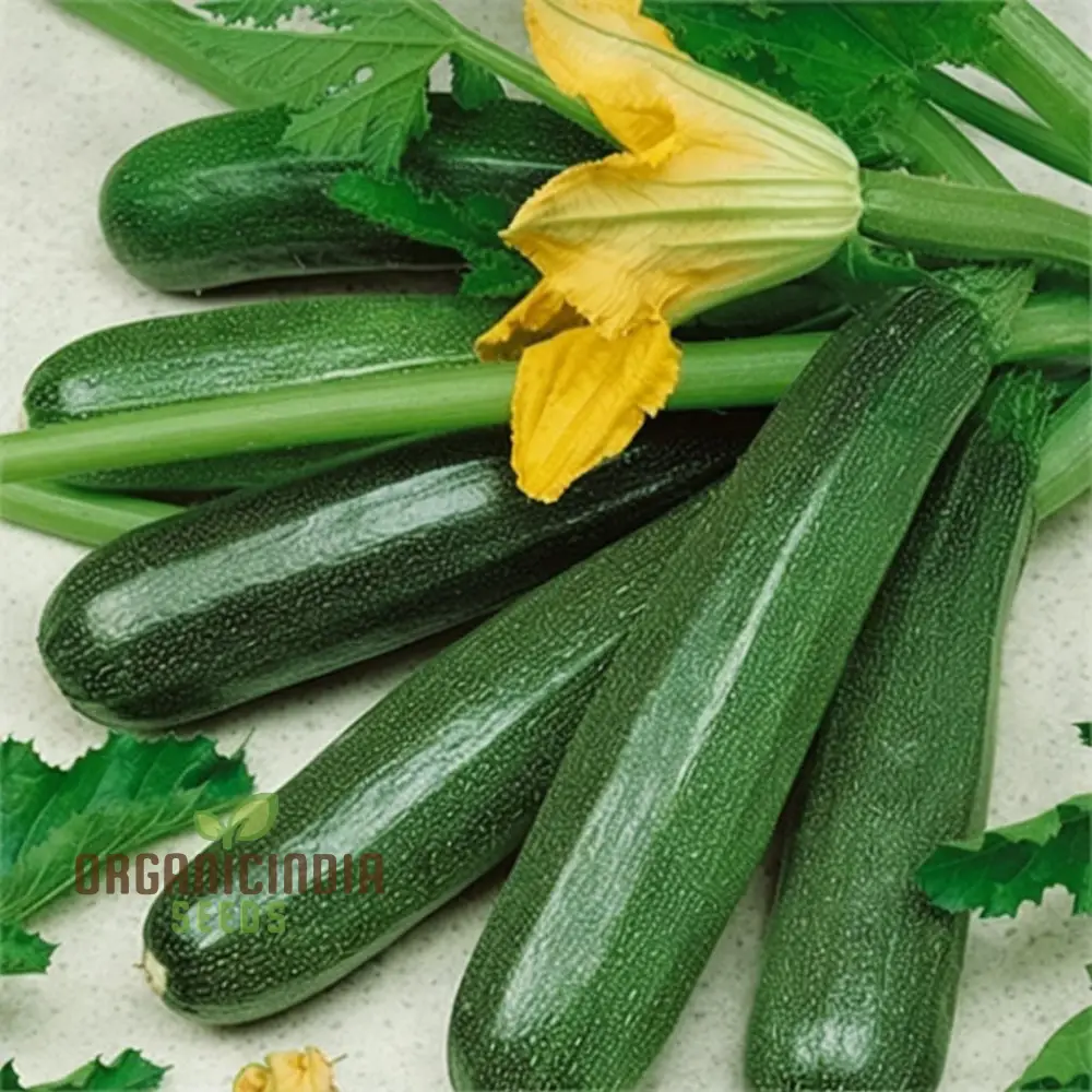 Ambassador Courgette Seeds - High-Yielding Variety for Delicious Homegrown Zucchini - Image 4
