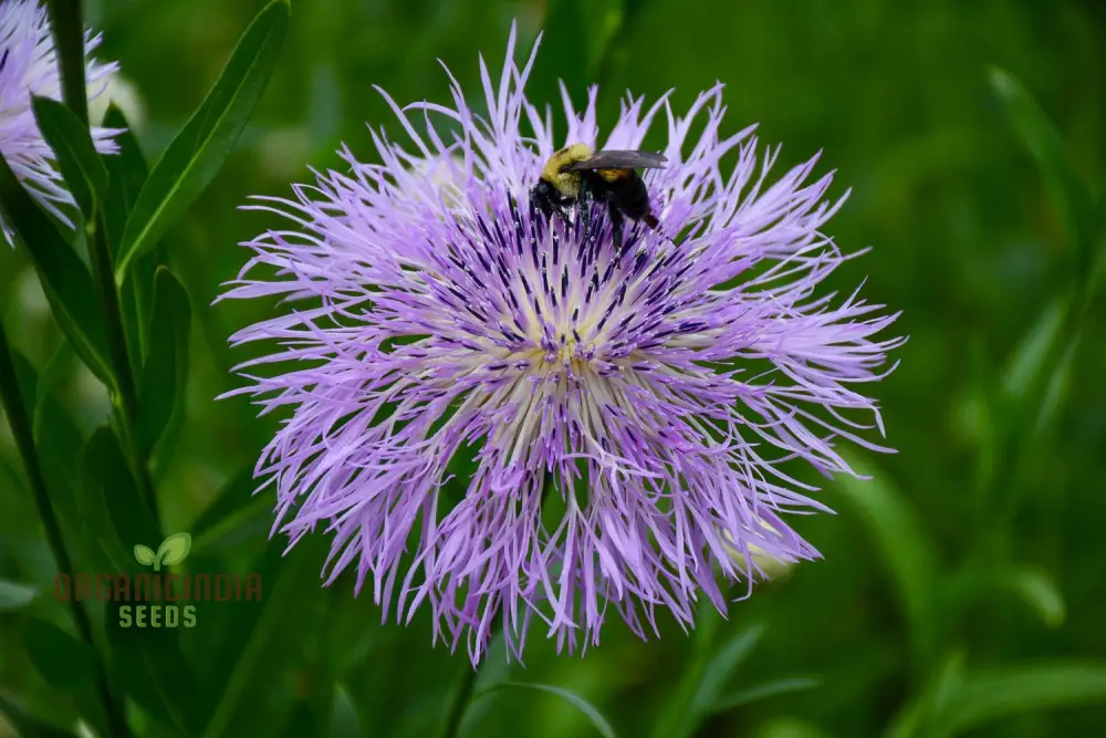 American Basket Flower Seeds - Beautiful Blooms for Easy Planting & Gardening - Image 3