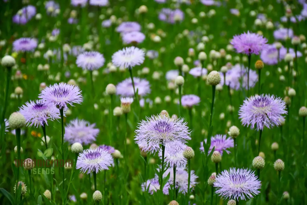 American Basket Flower Seeds - Beautiful Blooms for Easy Planting & Gardening - Image 4
