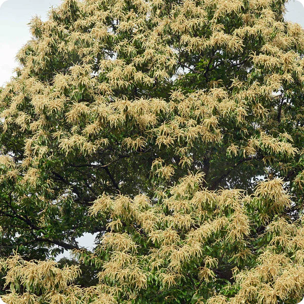 American Chestnut Tree (Castanea dentata) – Seeds