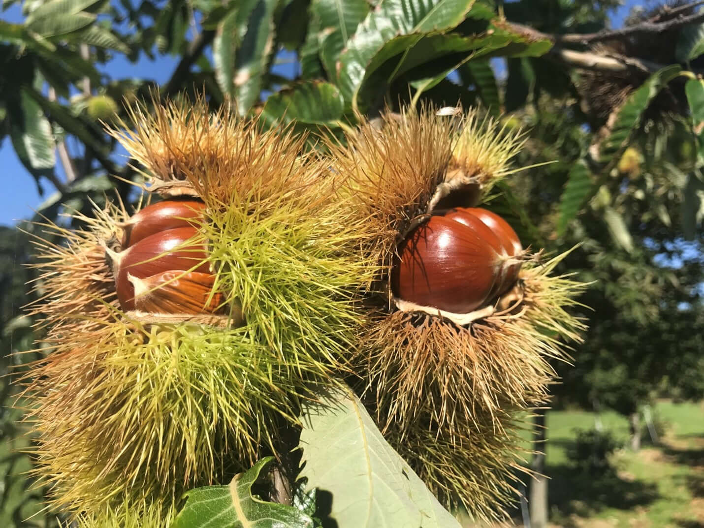 American Chestnut Tree (Castanea dentata) – Seeds - Image 4