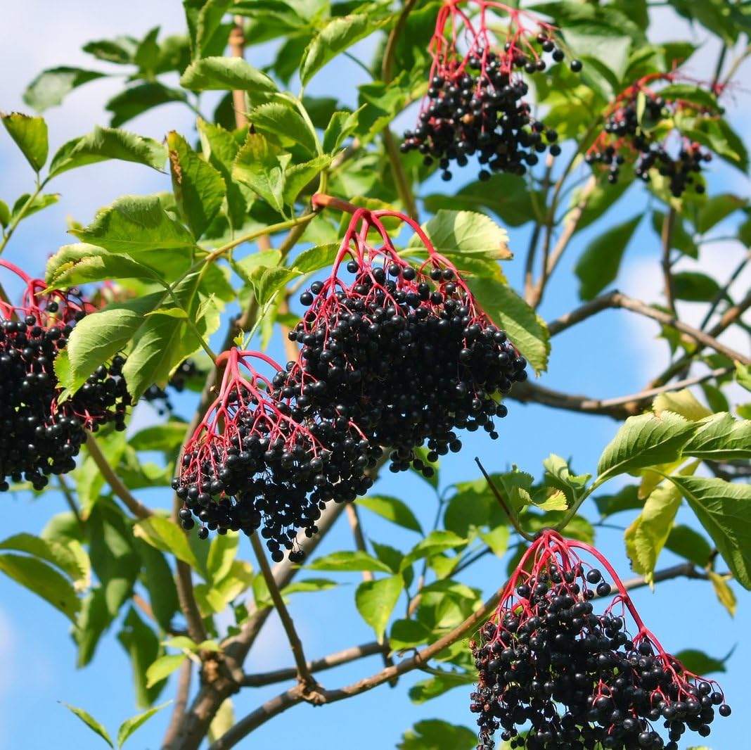 American Elderberry Fruit Seeds