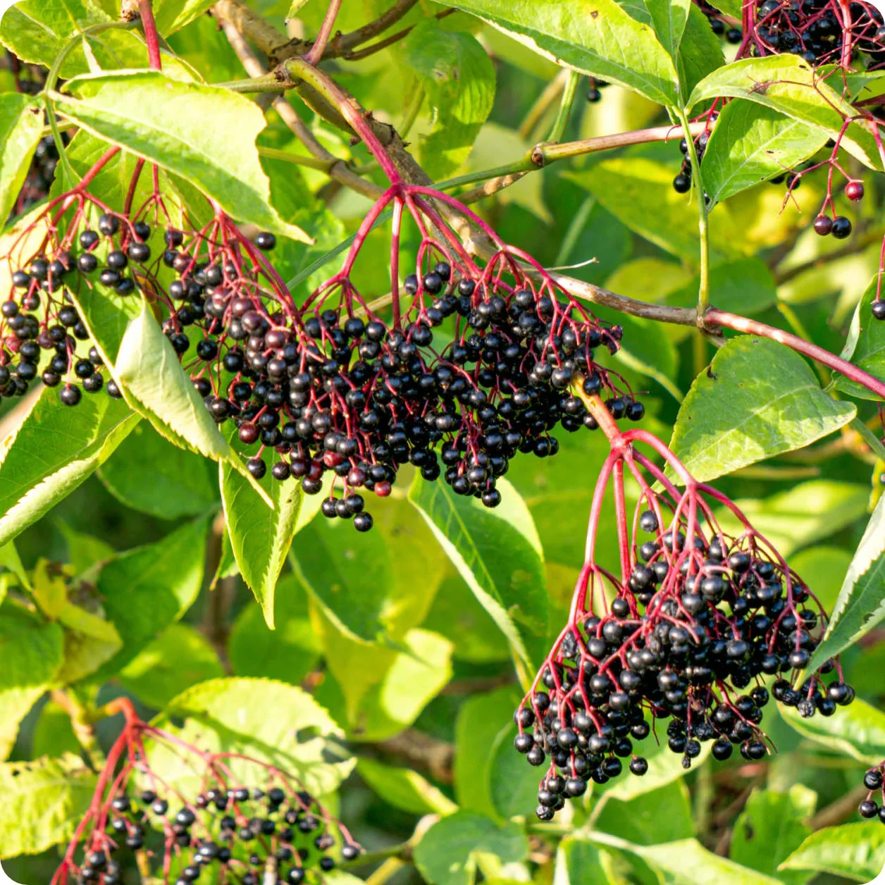 American Elderberry Fruit Seeds - Image 3