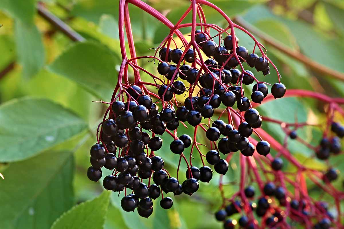American Elderberry Fruit Seeds - Image 5
